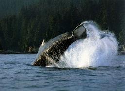 海动物视频,探寻深海生物的神秘世界