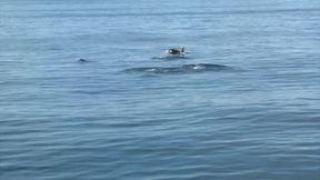 海动物视频,探寻深海生物的神秘世界