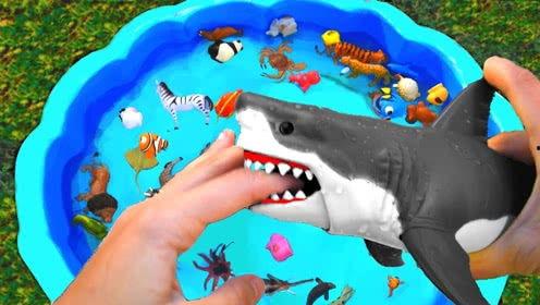 海动物视频,探寻深海生物的神秘世界