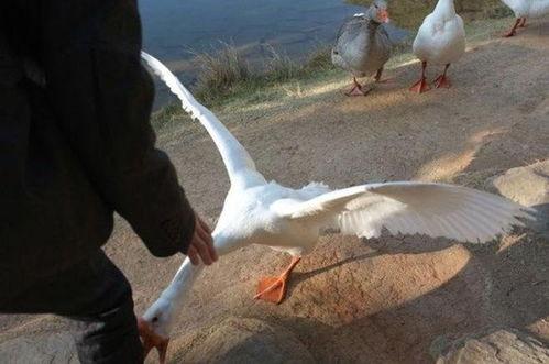 看家鹅视频,守护家园的忠诚守护者